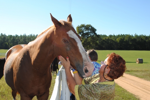 Hey Horsey