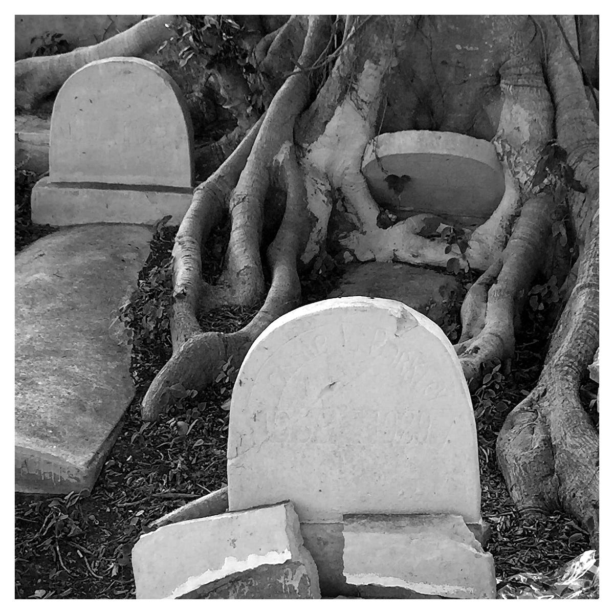 Faded headstones and vaults are surrounded by large tree roots inside Lincoln Memorial Park. <i>Photo by Carl Juste / Miami Herald staff</i>